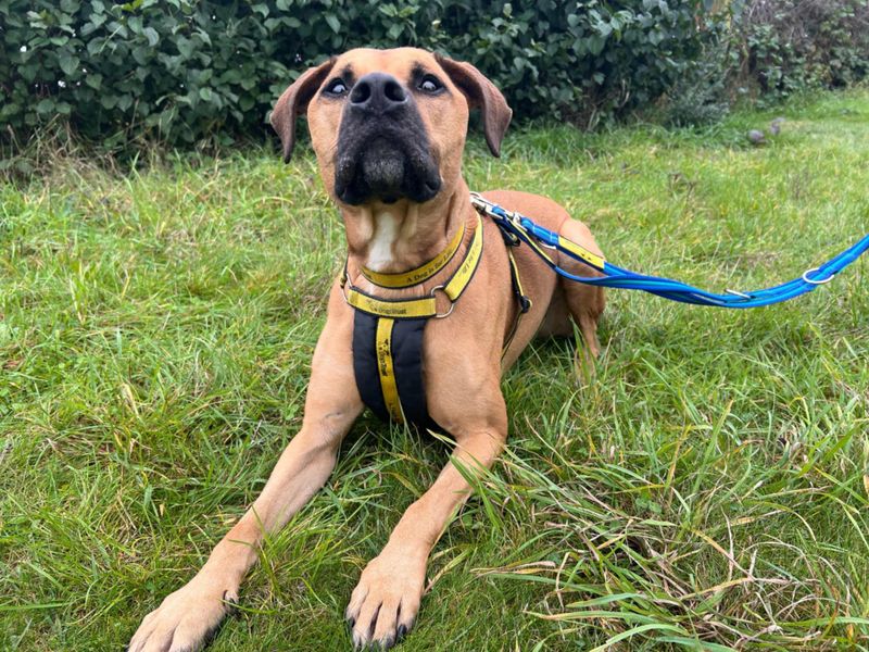 Simba | Terrier (Staffordshire Bull) Cross | Newbury (Berkshire) - 1
