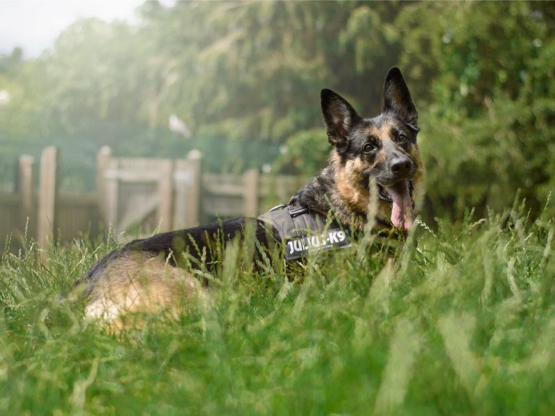 German Shepherd for adoption in Kenilworth, Warks – 7 years old - Image 5 of 6