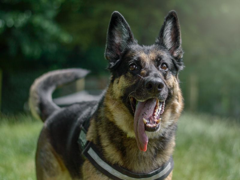 German Shepherd for adoption in Kenilworth, Warks – 7 years old - Image 3 of 6
