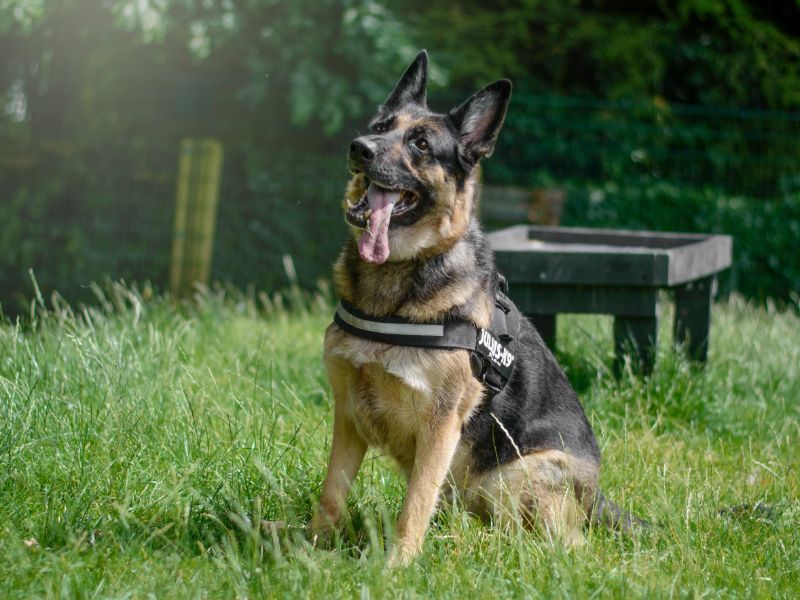 German Shepherd for adoption in Kenilworth, Warks – 7 years old - Image 1 of 6