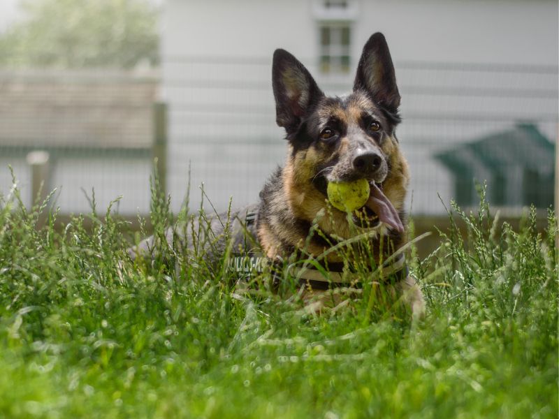 German Shepherd for adoption in Kenilworth, Warks – 7 years old - Image 6 of 6