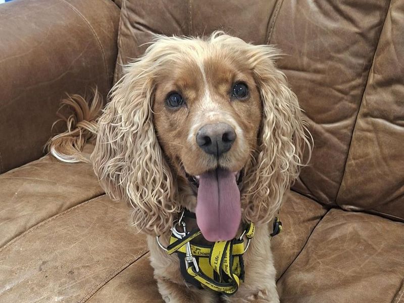Cocker Spaniel for adoption in Ballymena, Co Antrim – 6 years old