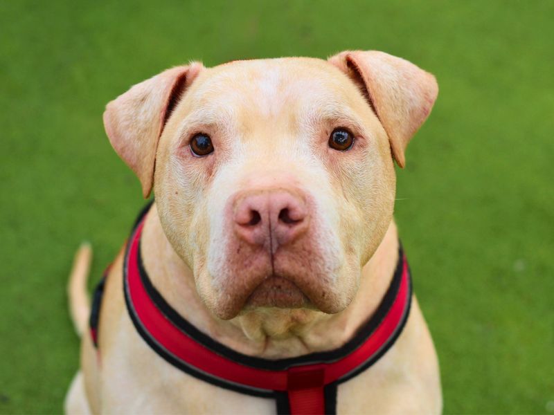 Marley | Crossbreed | Manchester - 1