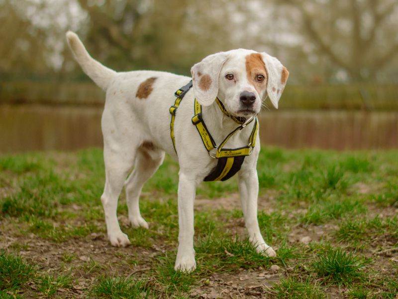 Cooper | Beagle | Kenilworth (West Midlands) - 1
