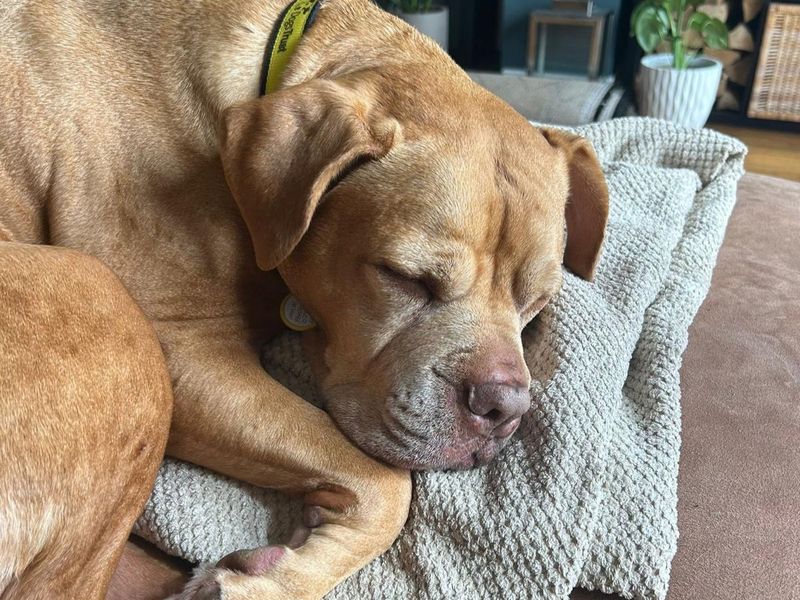 undefined | Dogue De Bordeaux Cross | undefined - 1