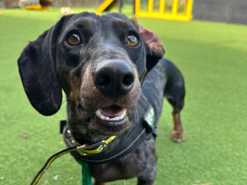 Dexter | Dachshund (Smooth Haired) | Canterbury - 1