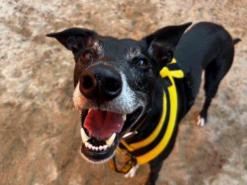 Cody | Lurcher Cross | Glasgow - 1