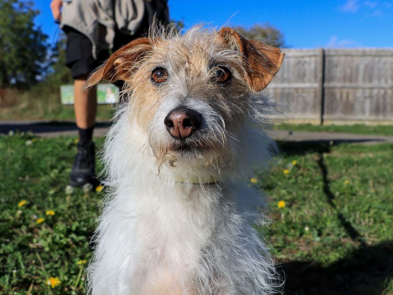 Piggy | Terrier (Jack Russell) Cross | Evesham (Worcestershire) - 4