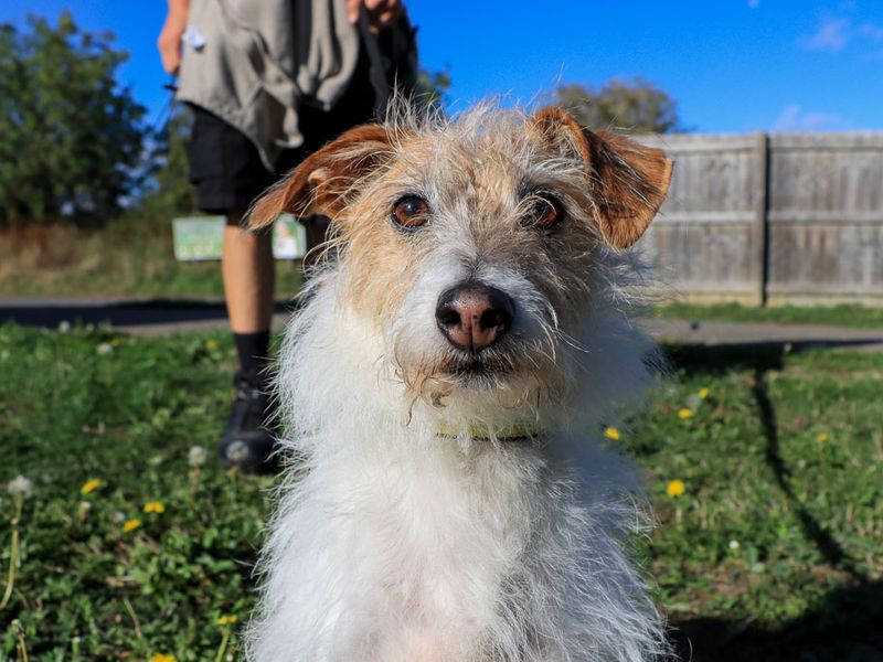 Piggy | Terrier (Jack Russell) Cross | Evesham (Worcestershire) - 1