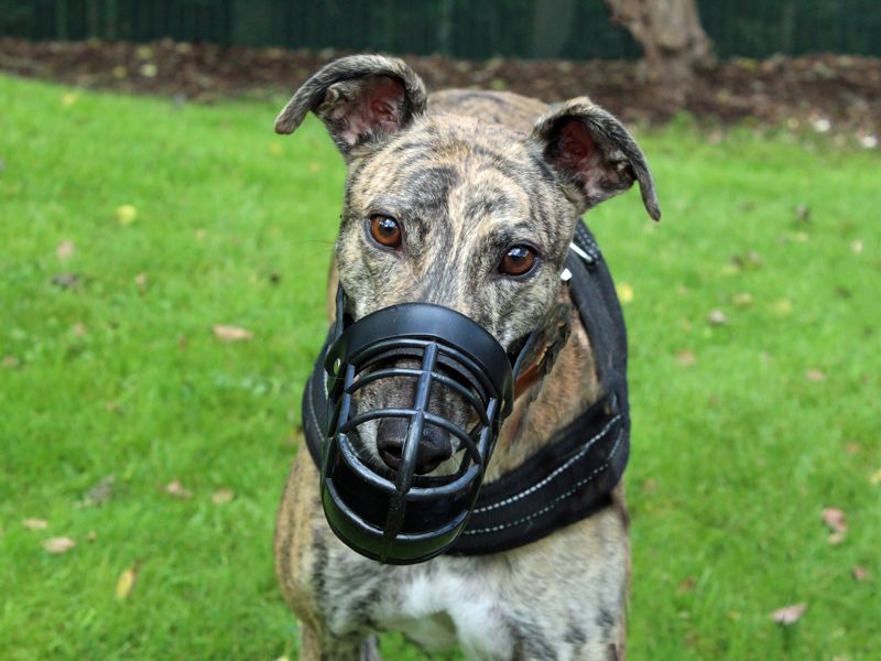 Why Do Retired Greyhounds Wear Muzzles