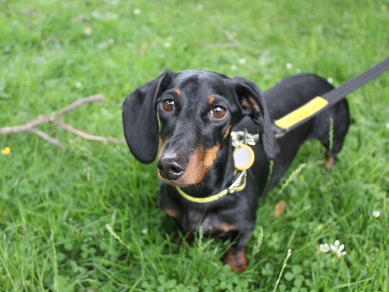 Dachshund for adoption in Glasgow, Scotland – 4 years old