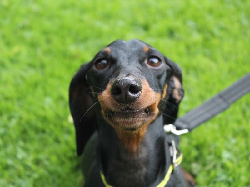 Dachshund for adoption in Glasgow, Scotland – 4 years old - Image 2 of 2