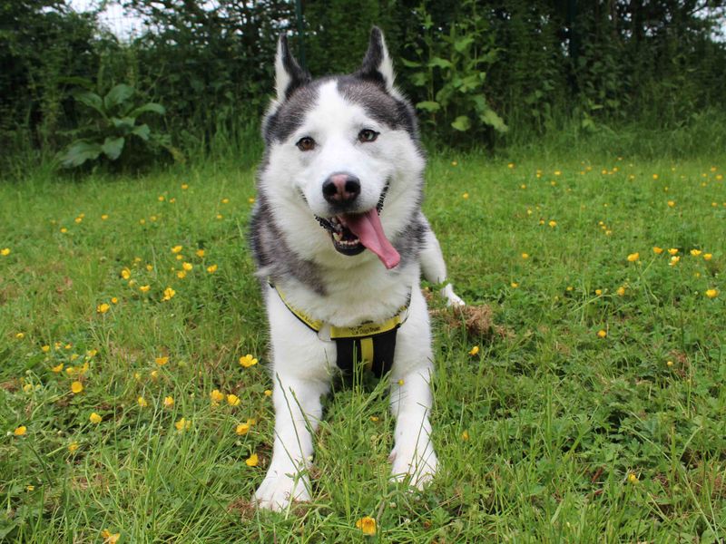 Siberian Husky for adoption in Sadberge, Co Durham – 7 years old - Image 3 of 8