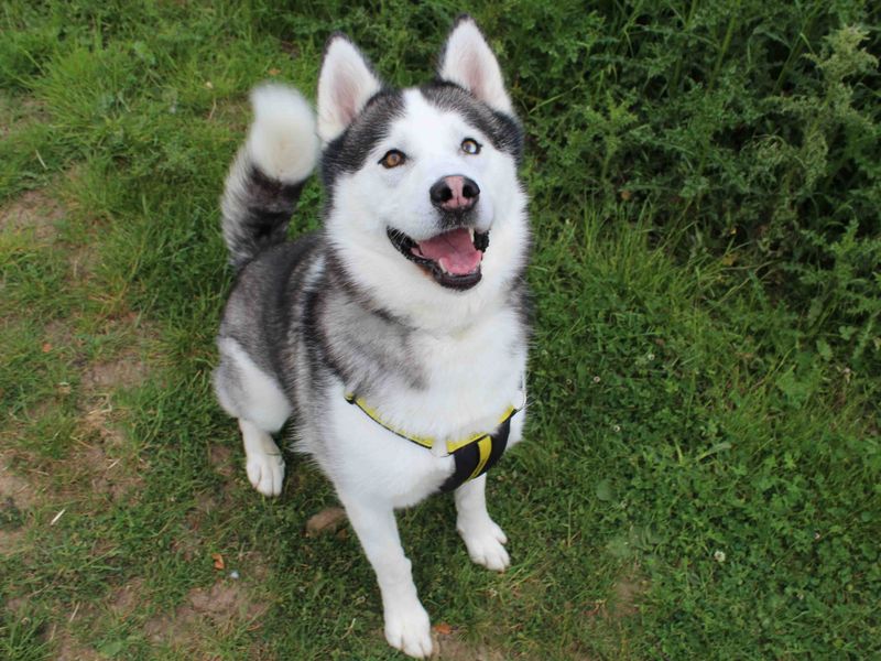 Siberian Husky for adoption in Sadberge, Co Durham – 7 years old - Image 4 of 8
