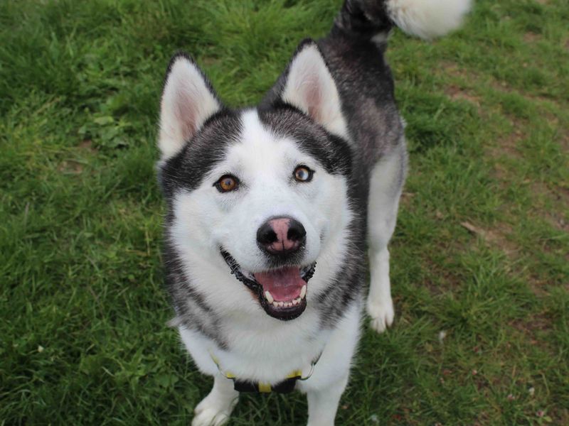 Siberian Husky for adoption in Sadberge, Co Durham – 7 years old - Image 6 of 8