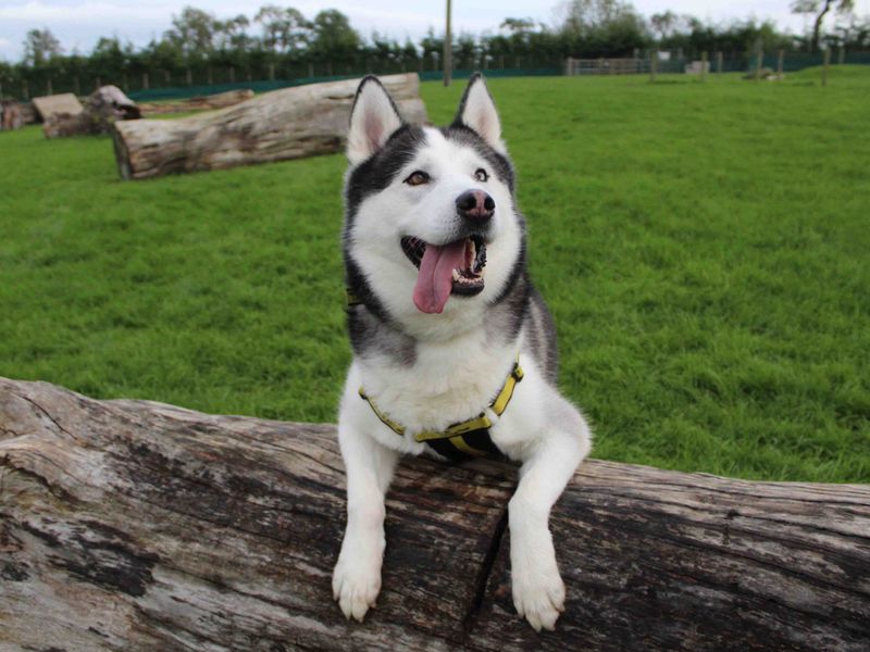 Siberian Husky for adoption in Sadberge, Co Durham – 7 years old - Image 5 of 8