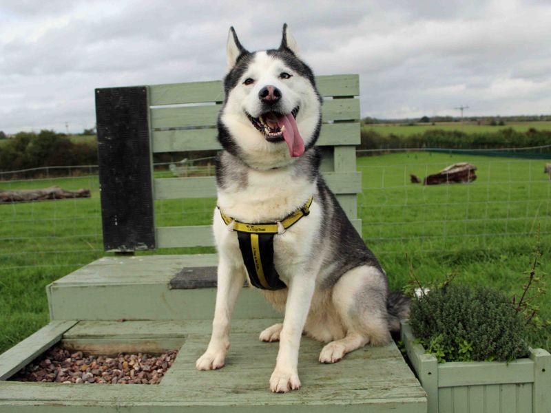 Siberian Husky for adoption in Sadberge, Co Durham – 7 years old - Image 7 of 8