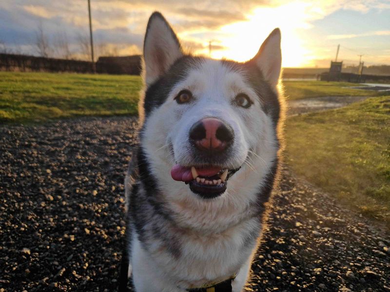 Siberian Husky for adoption in Sadberge, Co Durham – 7 years old - Image 1 of 8