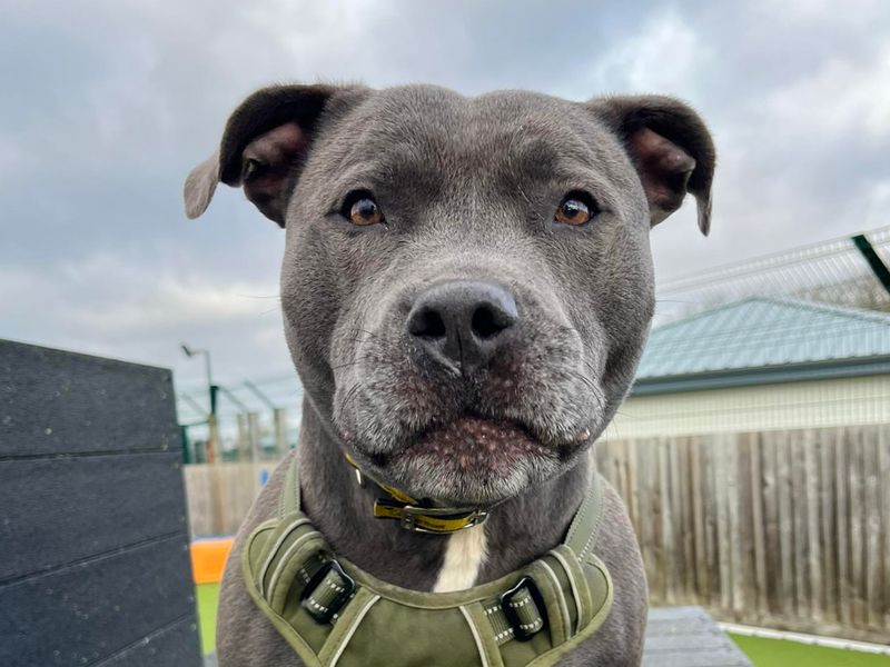Staffordshire Bull Terrier for adoption in Evesham, Worcestershire – 4 years old