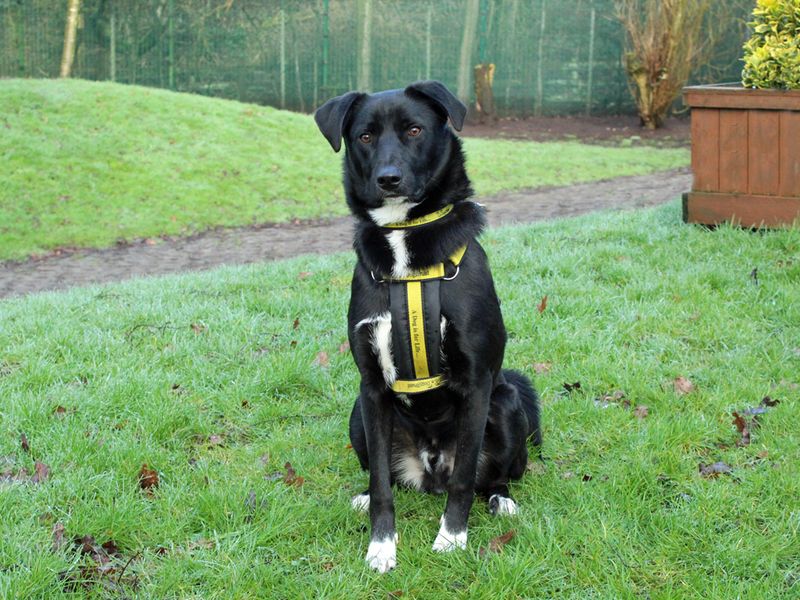 Border Collie for adoption in Liverpool, Merseyside – 4 years old - Image 2 of 3