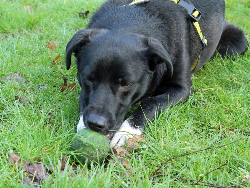 Border Collie for adoption in Liverpool, Merseyside – 4 years old - Image 3 of 3