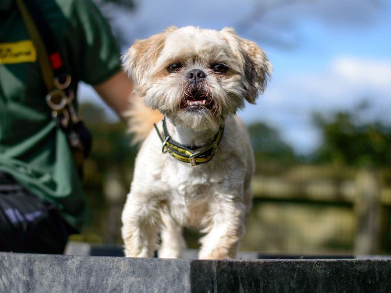 Shih Tzu for adoption in Kenilworth, Warwickshire – 10 years old - Image 2 of 10