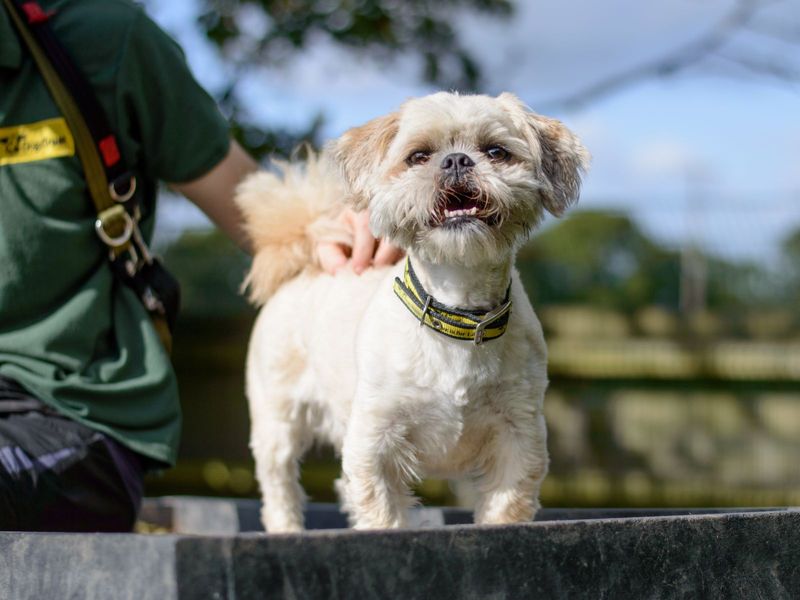 Shih Tzu for adoption in Kenilworth, Warwickshire – 10 years old - Image 3 of 10