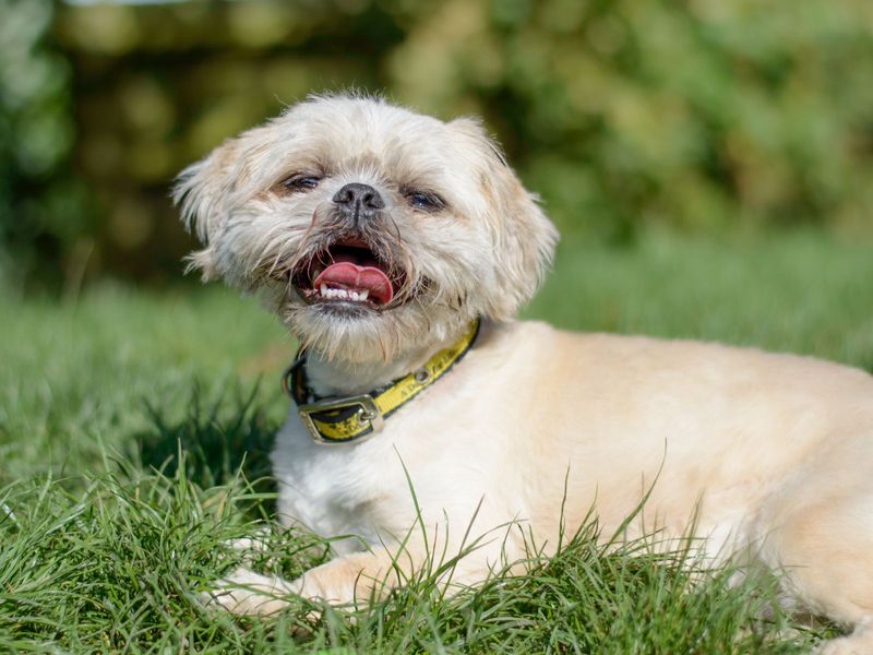 Shih Tzu for adoption in Kenilworth, Warwickshire – 10 years old - Image 5 of 10