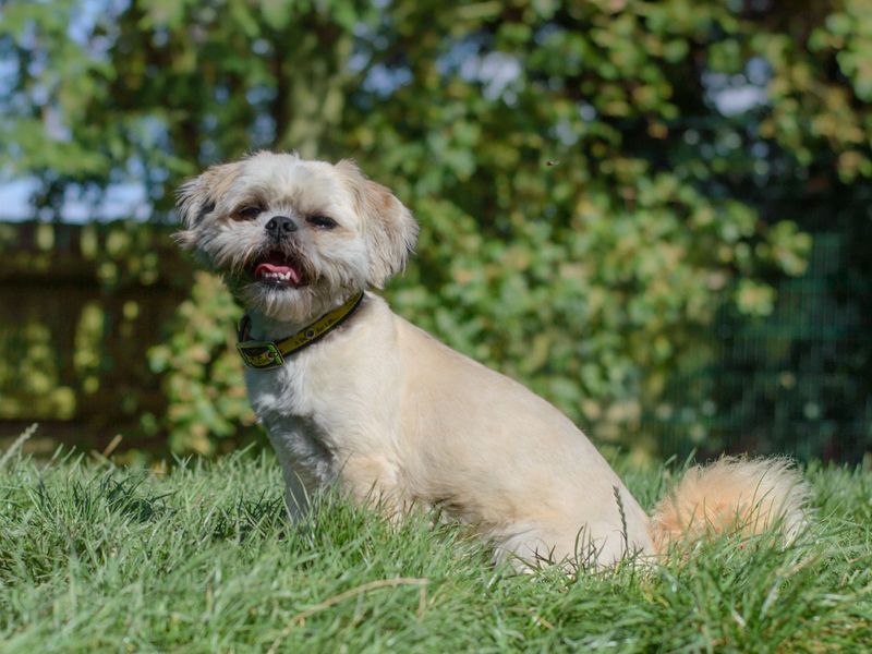 Shih Tzu for adoption in Kenilworth, Warwickshire – 10 years old - Image 9 of 10