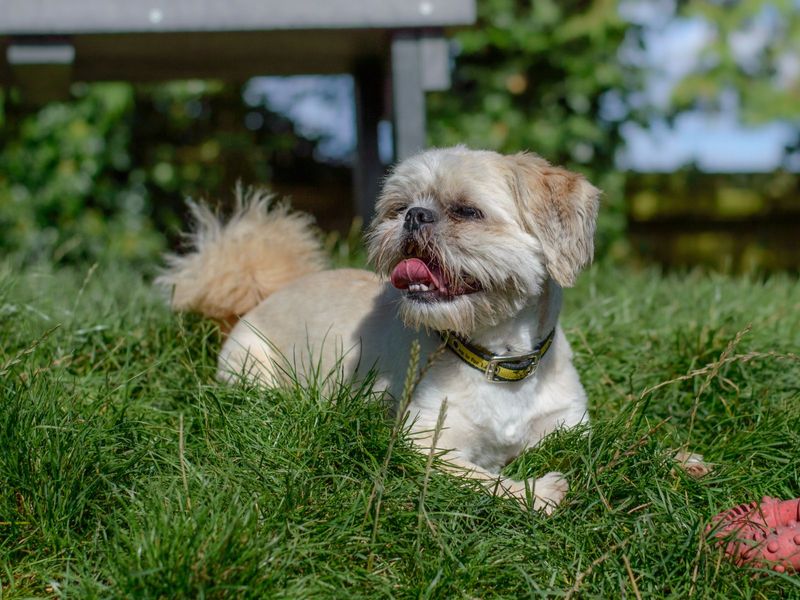 Shih Tzu for adoption in Kenilworth, Warwickshire – 10 years old - Image 10 of 10