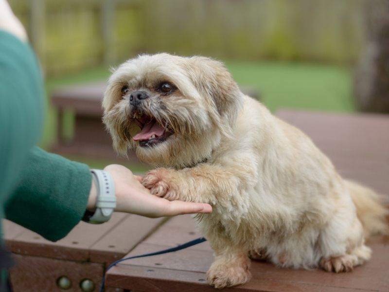 Shih Tzu for adoption in Kenilworth, Warwickshire – 10 years old - Image 7 of 10