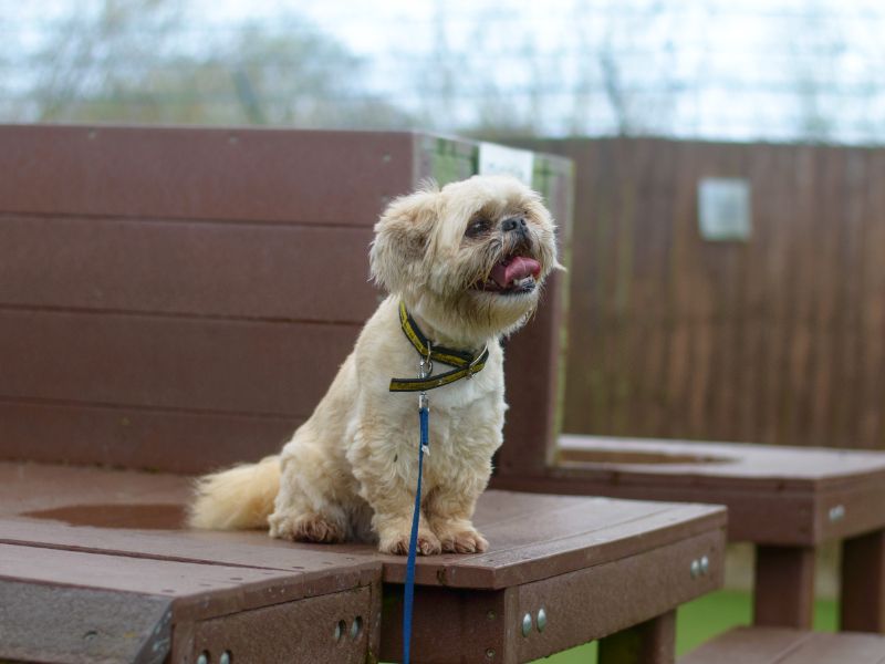 Shih Tzu for adoption in Kenilworth, Warwickshire – 10 years old - Image 8 of 10