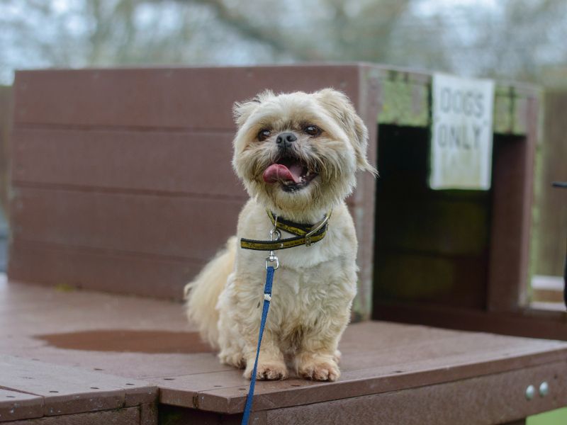 Shih Tzu for adoption in Kenilworth, Warwickshire – 10 years old - Image 6 of 10
