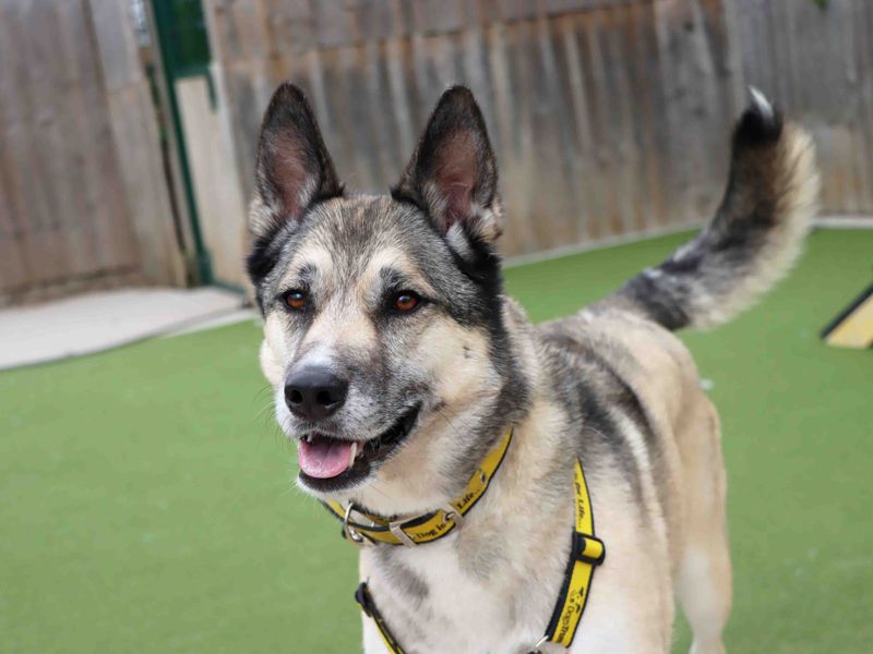 Siberian Husky for adoption in Sadberge, Co Durham – 4 years old - Image 4 of 4