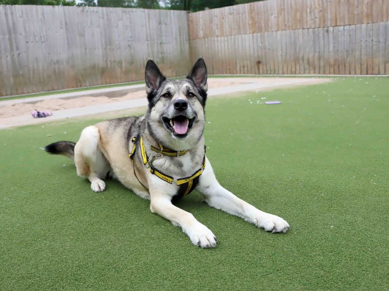 Siberian Husky for adoption in Sadberge, Co Durham – 4 years old - Image 2 of 4