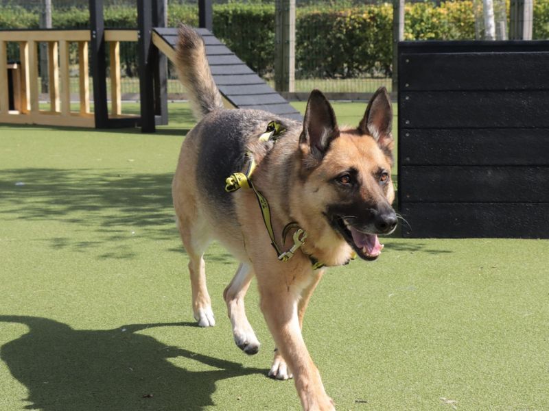 German Shepherd for adoption in Evesham, Worcestershire – 7 years old - Image 1 of 7
