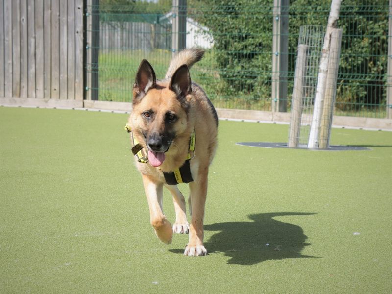 German Shepherd for adoption in Evesham, Worcestershire – 7 years old - Image 2 of 7