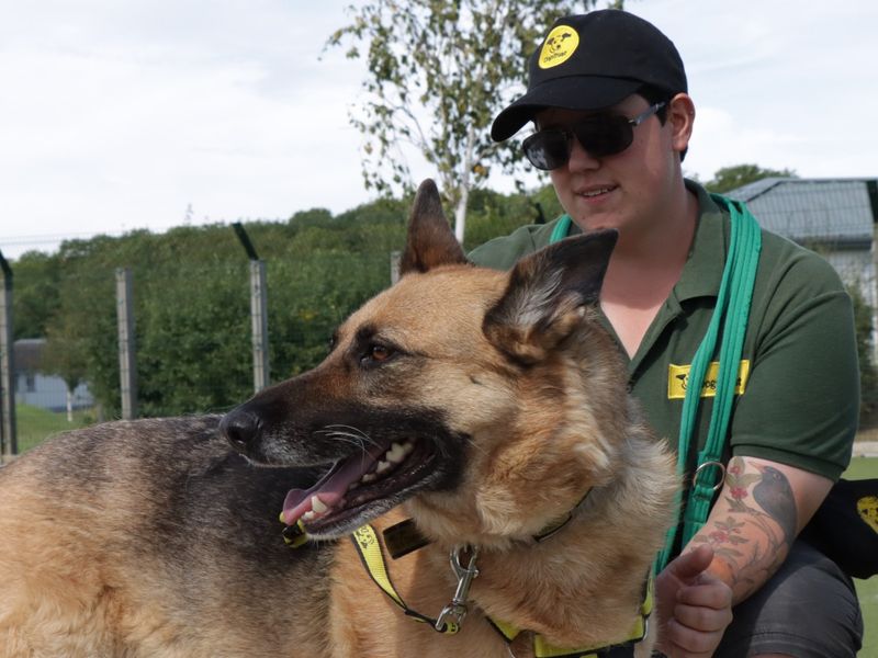 German Shepherd for adoption in Evesham, Worcestershire – 7 years old - Image 3 of 7