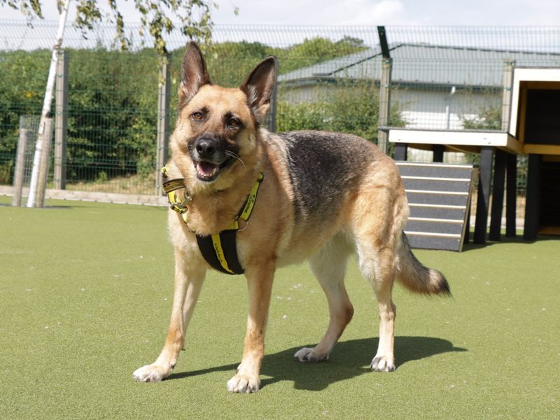 German Shepherd for adoption in Evesham, Worcestershire – 7 years old - Image 4 of 7