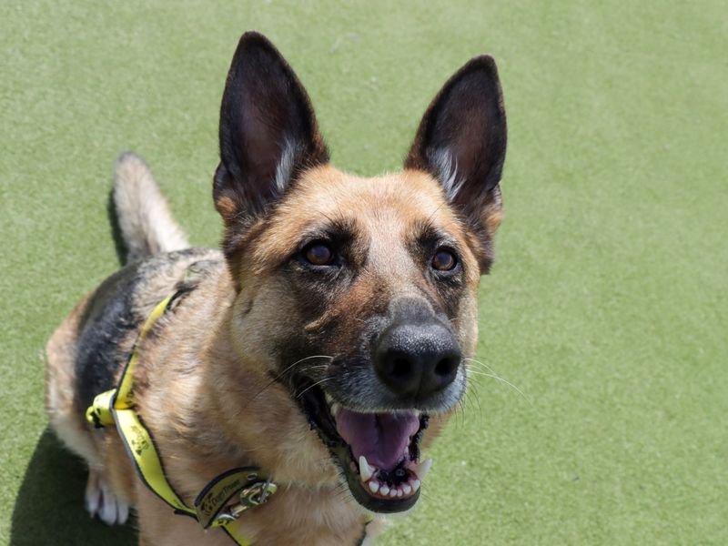 German Shepherd for adoption in Evesham, Worcestershire – 7 years old - Image 6 of 7