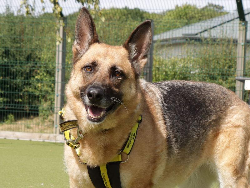 German Shepherd for adoption in Evesham, Worcestershire – 7 years old - Image 7 of 7