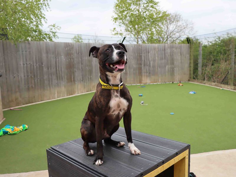 Staffordshire Bull Terrier for adoption in Sadberge, Durham – 4 years old - Image 3 of 4