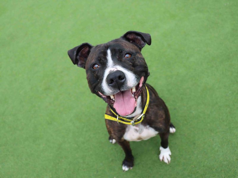 Staffordshire Bull Terrier for adoption in Sadberge, Durham – 4 years old - Image 4 of 4