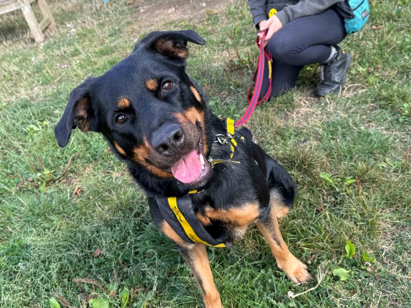 Izzy | Rottweiler Cross | Basildon (Essex) - 1