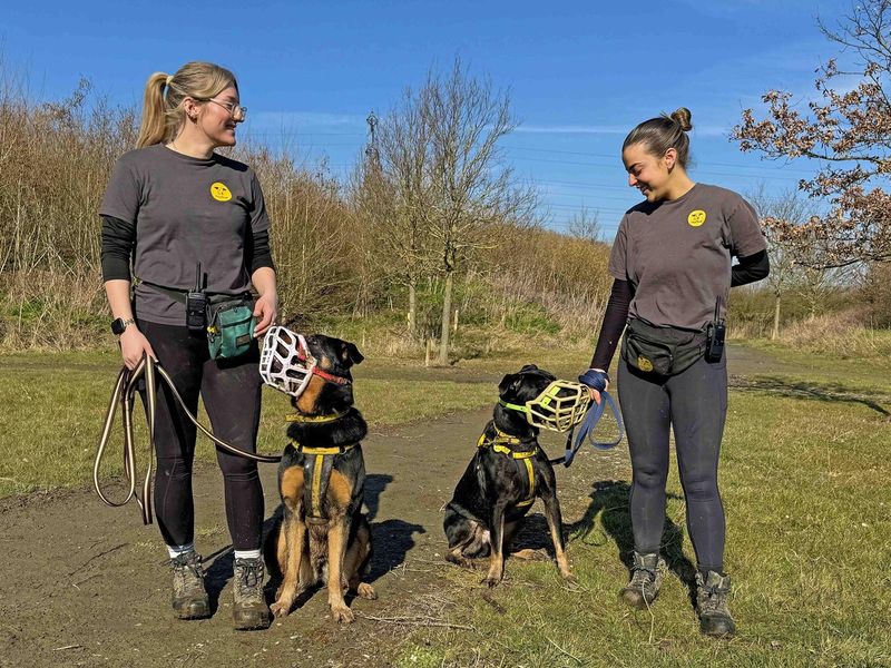 Izzy | Rottweiler Cross | Basildon (Essex) - 1