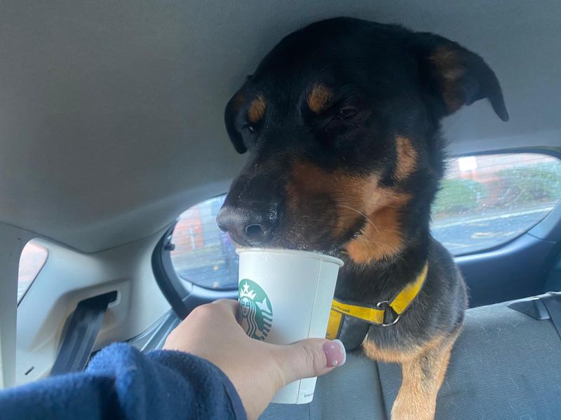 Izzy | Rottweiler Cross | Basildon (Essex) - 1