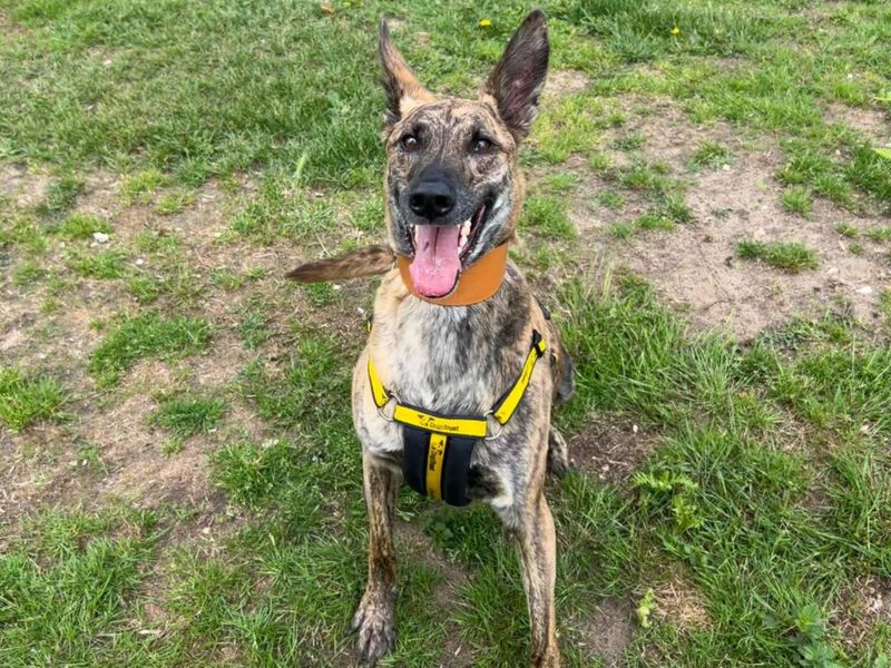 Lucky | Lurcher Cross | Snetterton (Norfolk) - 1