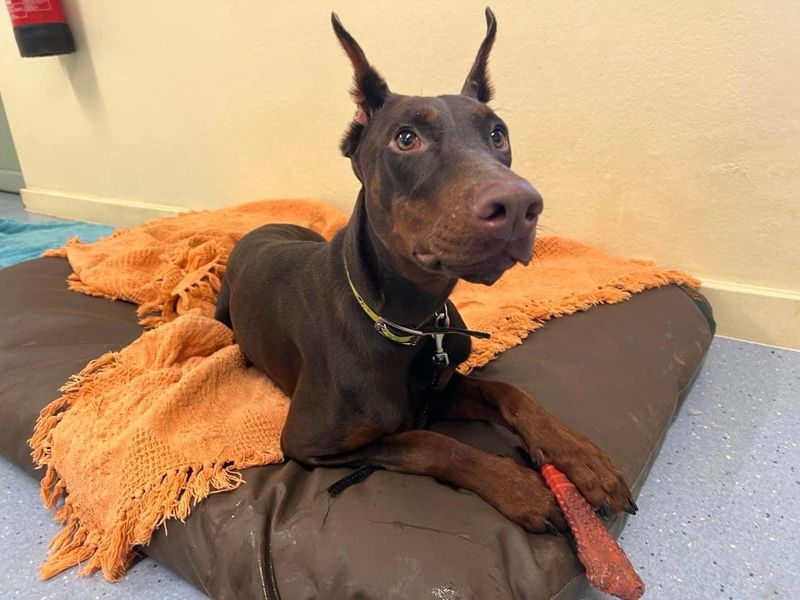 How To Keep A Doberman Busy