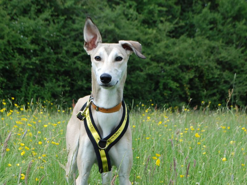 Otto | Lurcher | Newbury (Berkshire) - 1