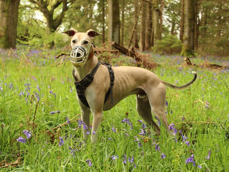 Otto | Lurcher Cross | Newbury (Berkshire) - 1